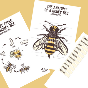 Life Cycle of the Honey Bee - Downloadable - Seeds for Tomorrow 